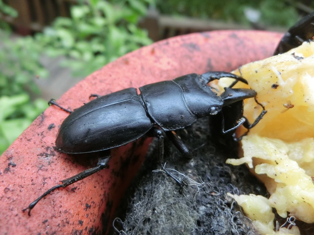 stag-beetle