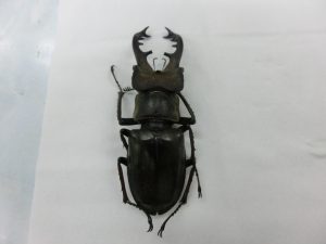 クワガタの開翅標本 – Stag Beetles