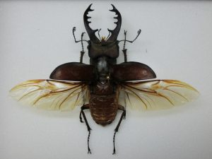 Lucanus maculifemoratus