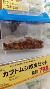 Rhinoceros beetles in DIY store