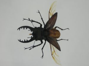 A stag beetle
