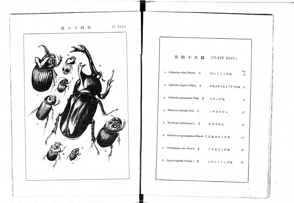 日本千虫図解. 巻3(1907), 第四十六