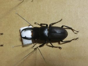 A specimen of a stag beetle 