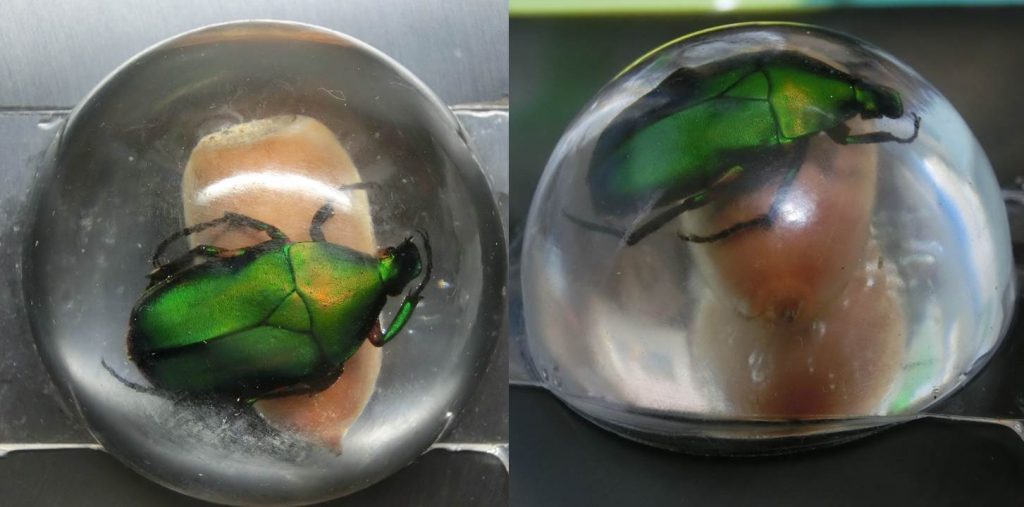 A drone beetle on an acorn in a hemispherical resin