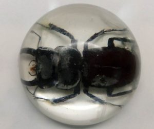A stag beetle specimen in a hemispherical resin