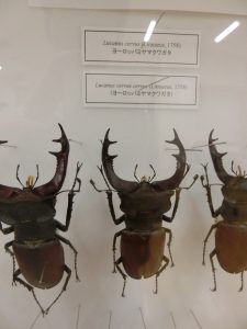 Lucanus cervus