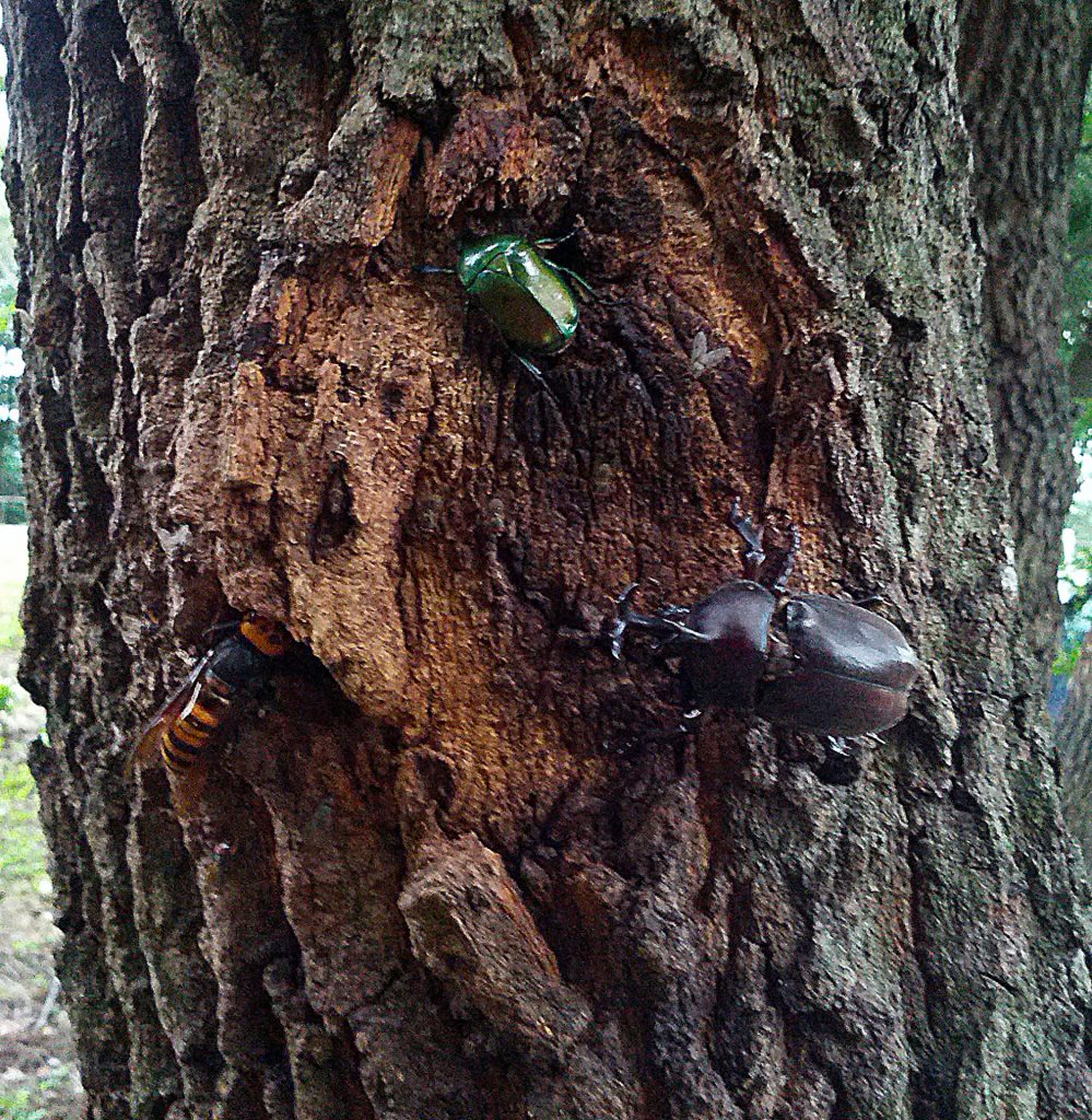 Ingredients of sap from oak trees Stag Beetles