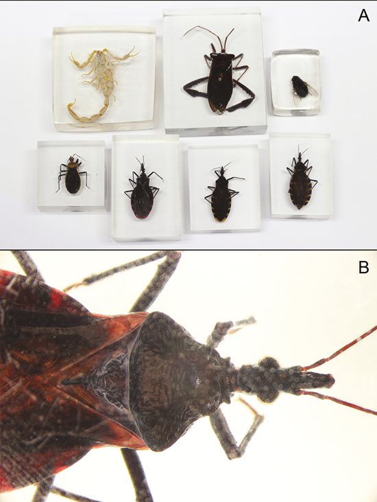 From: Clear Resin Casting of Arthropods of Medical Importance for Use in Educational and Outreach Activities J Insect Sci. 2018;18(2). doi:10.1093/jisesa/iey030
